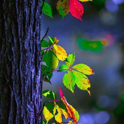 星空线上官网手机app下载